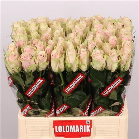 Rose Athena Pink (20 Stems)