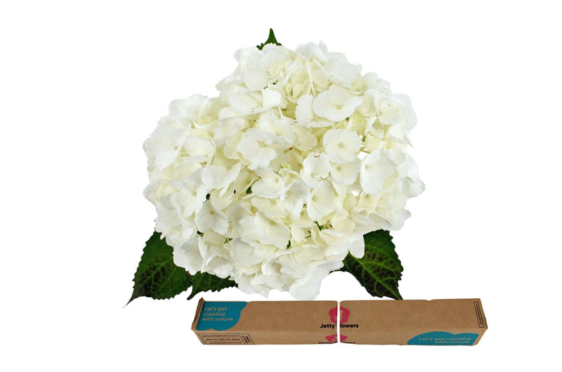 Hydrangea Equadorian White