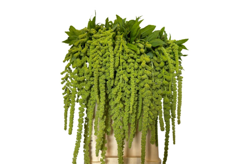 Amaranthus Cycloop