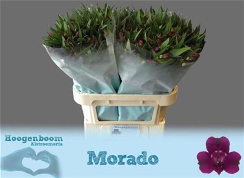 Alstroemeria Morado (10 Stems)
