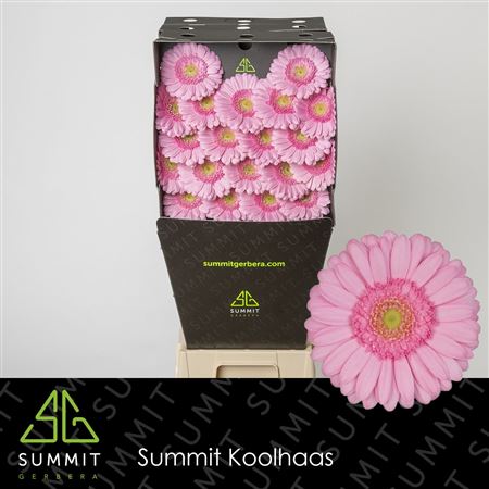 Germini Kimsey (20 Stems)