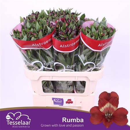 Alstroemeria Rumba (10 Stems)