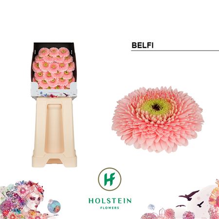 Germini Ball Belfi