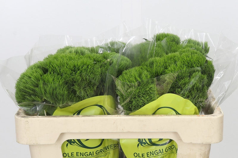 Sweet William Kiwi Mellow (10 Stems)