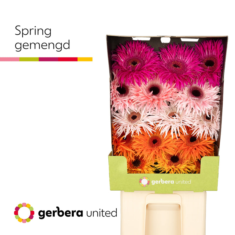 Gerbera Spider Mixed