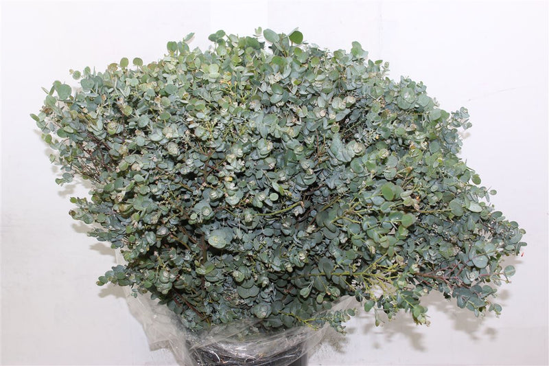 Eucalyptus Gunni