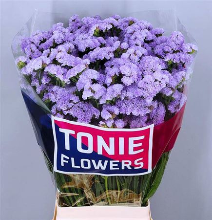 Limonium Statice Donau Birds (25 Stems)