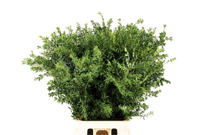 Buxus Bunch