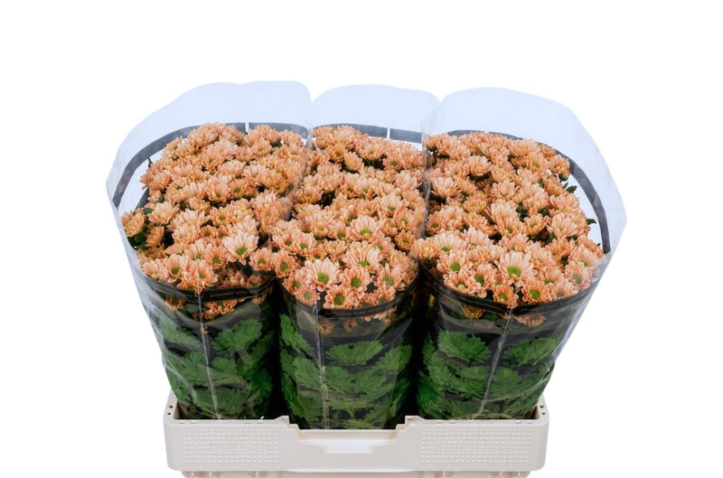 Chrysanthemum Santini Rossi Smokey (25 Stems)