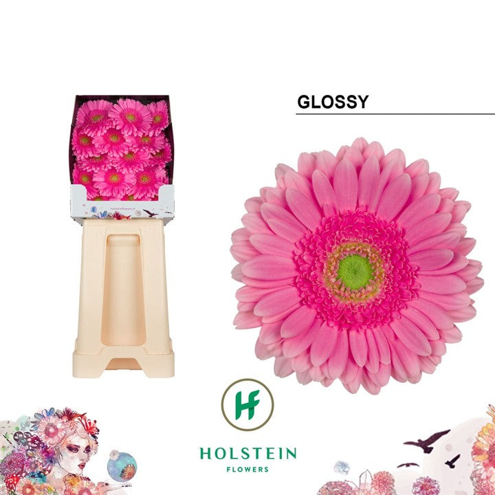 Gerbera Large Glossy