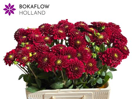 Dahlia Red Fox (10 Stems)