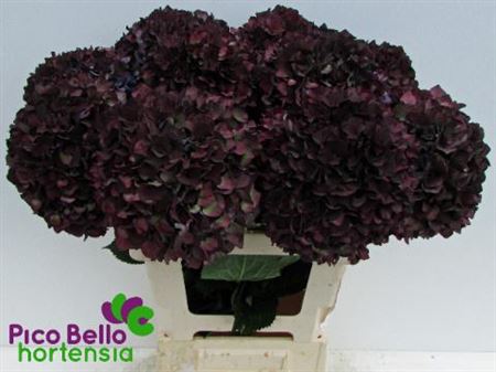 Hydrangea - Kolmaru - Classic Magical Ruby Dark Purple