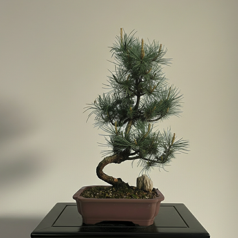 Japanese White Pine Bonsai Tree (Pinus Parviflora) | Shaped | In 25cm Pot