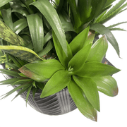 100cm Artificial Yukka Display in Pot Artificial - InStock