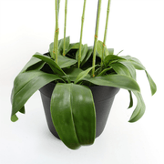 110cm Large Pink Orchid Plant - Artifcial - 41 REAL TOUCH flowers - InStock