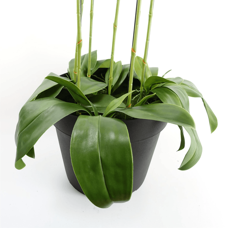 110cm Large Pink Orchid Plant - Artifcial - 41 REAL TOUCH flowers - InStock