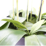110cm Large Pink Orchid Plant - Artifcial - 41 REAL TOUCH flowers - InStock