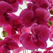 110cm Large Pink Orchid Plant - Artifcial - 41 REAL TOUCH flowers - InStock