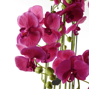 110cm Large Pink Orchid Plant - Artifcial - 41 REAL TOUCH flowers - InStock