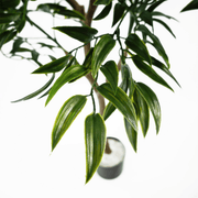 120cm UV Resistant Artificial Japanese Ficus Leaf Tree - InStock