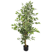 130cm Variegated White/Green Bushy Ficus Tree - InStock