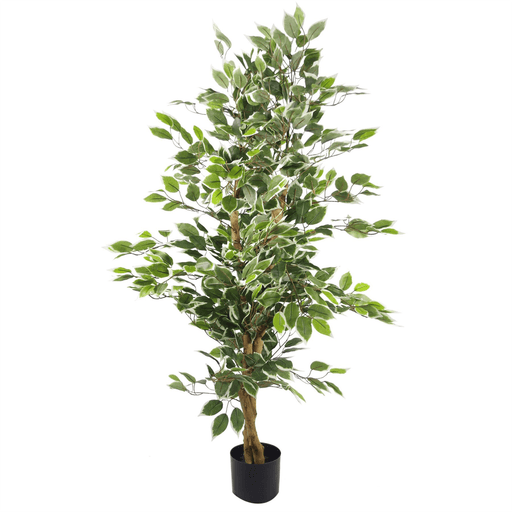 130cm Variegated White/Green Bushy Ficus Tree - InStock