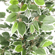 130cm Variegated White/Green Bushy Ficus Tree - InStock