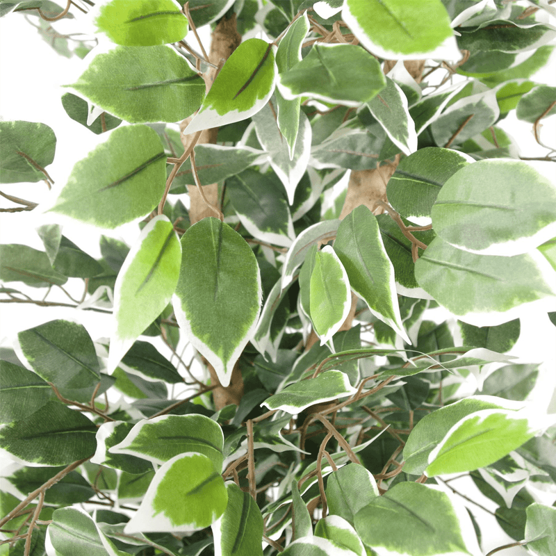 130cm Variegated White/Green Bushy Ficus Tree - InStock