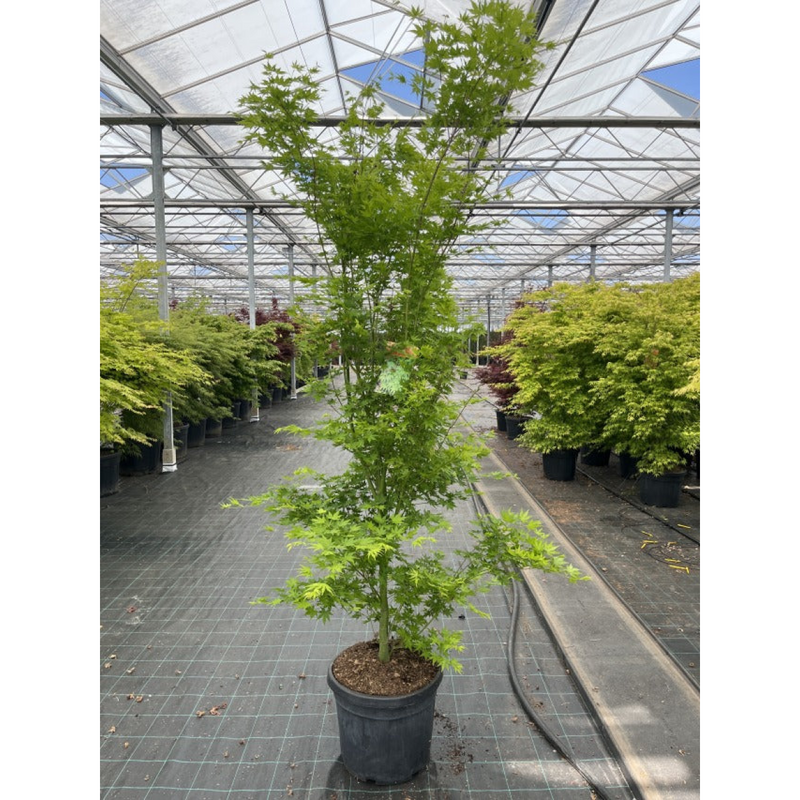 Acer palmatum 'Going Green' 10.5cm/2L/3L/45L