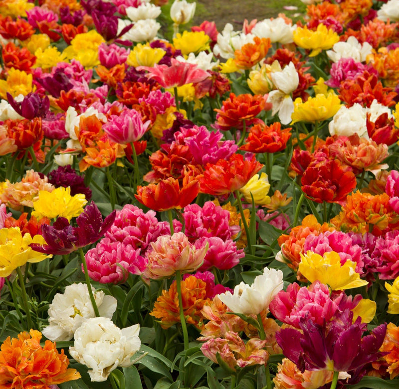 Tulip Double Mixed (16 Bulbs)