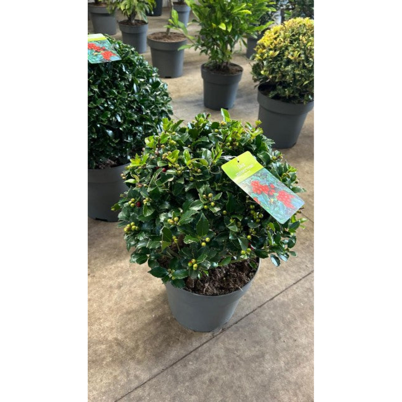 Ilex merserveae 'Blue Maid' Ball 10L (35-40cm diameter)