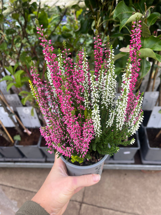 Calluna vulgaris Trio 9cm