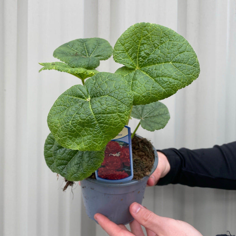 SPECIAL OFFER: Hollyhock (Alcea) - Mix of 5 Plants