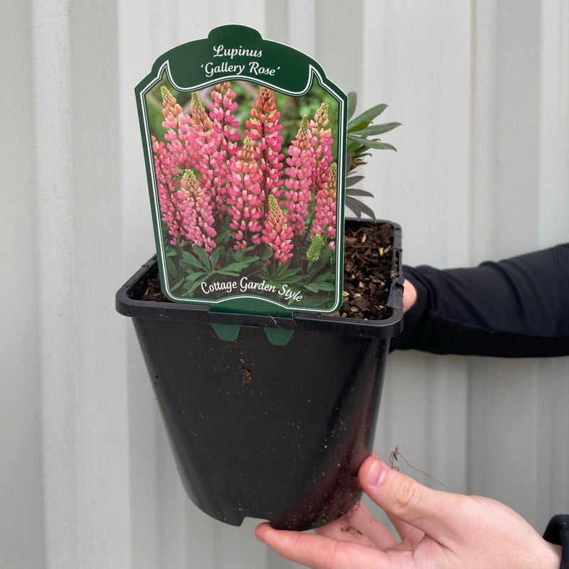 SPECIAL OFFER: Lupin - Gallery Mix of 5