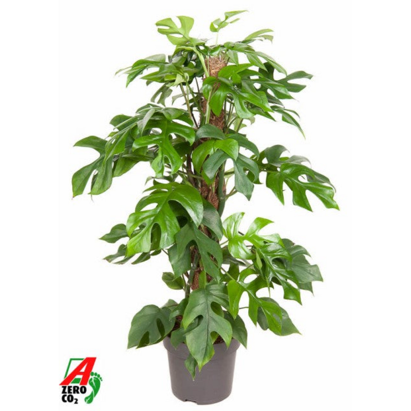 Monstera Minima on Moss Pole (Swiss cheese) 80-90cm