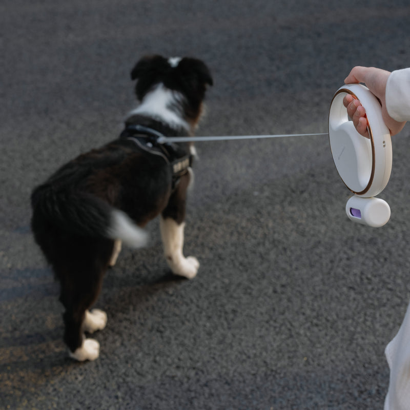 Lumi Leash (4-in-1 Reflective Leash with LED Torch & Poop Bag Dispenser)