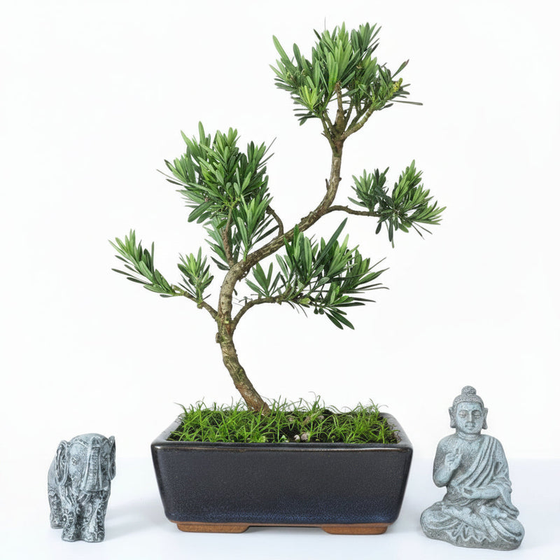 Buddhist Pine (Podocarpus Micro) Bonsai Tree | Shaped | In 20cm Pot