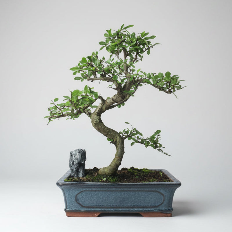 Chinese Elm (Ulmus Parvifolia) Bonsai Tree | Shaped | In 30cm Pot
