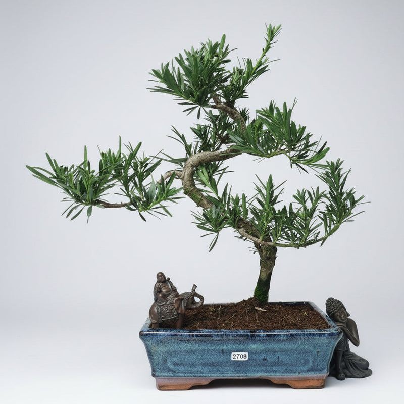 Buddhist Pine (Podocarpus Micro) Bonsai Tree | Shaped | In 25cm Pot