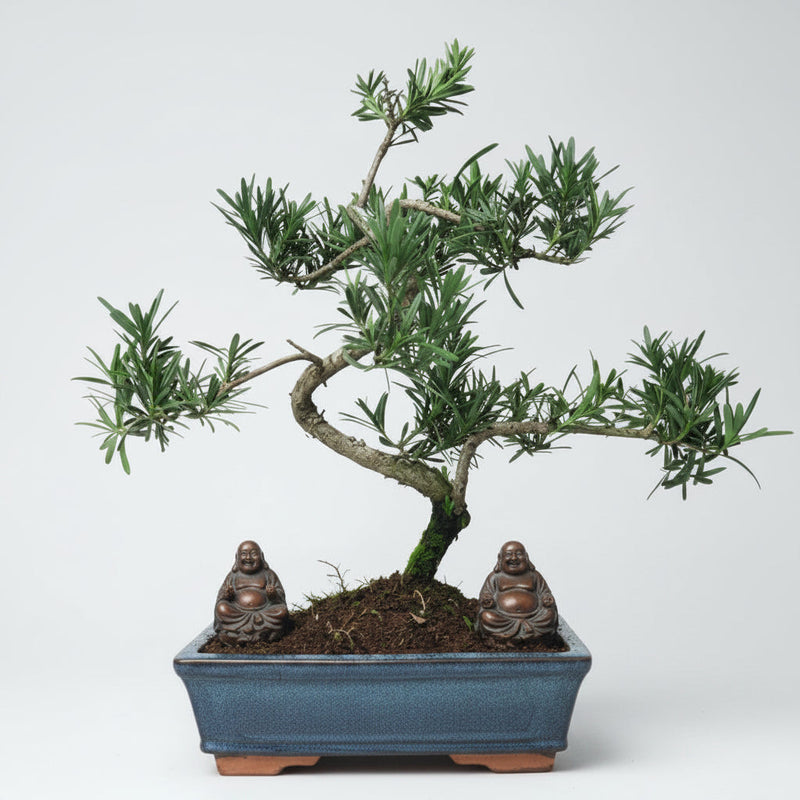 Buddhist Pine (Podocarpus Micro) Bonsai Tree | Shaped | In 25cm Pot