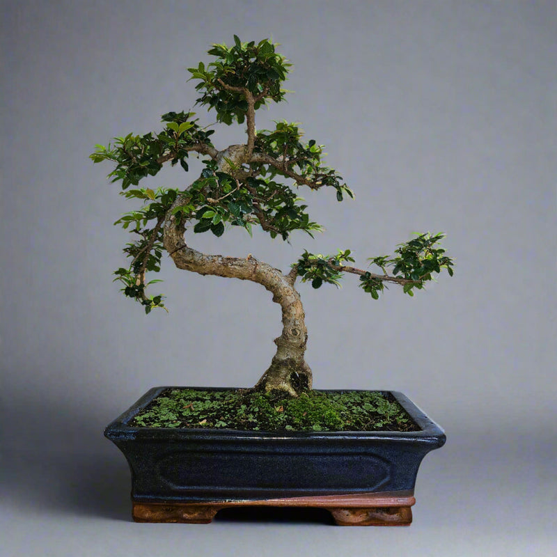 Chinese Elm (Ulmus Parvifolia) Bonsai Tree | Shaped | In 30cm Pot