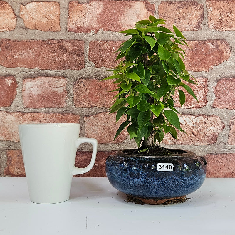 Bougainvillea Bonsai Tree | Broom | In 15cm Pot