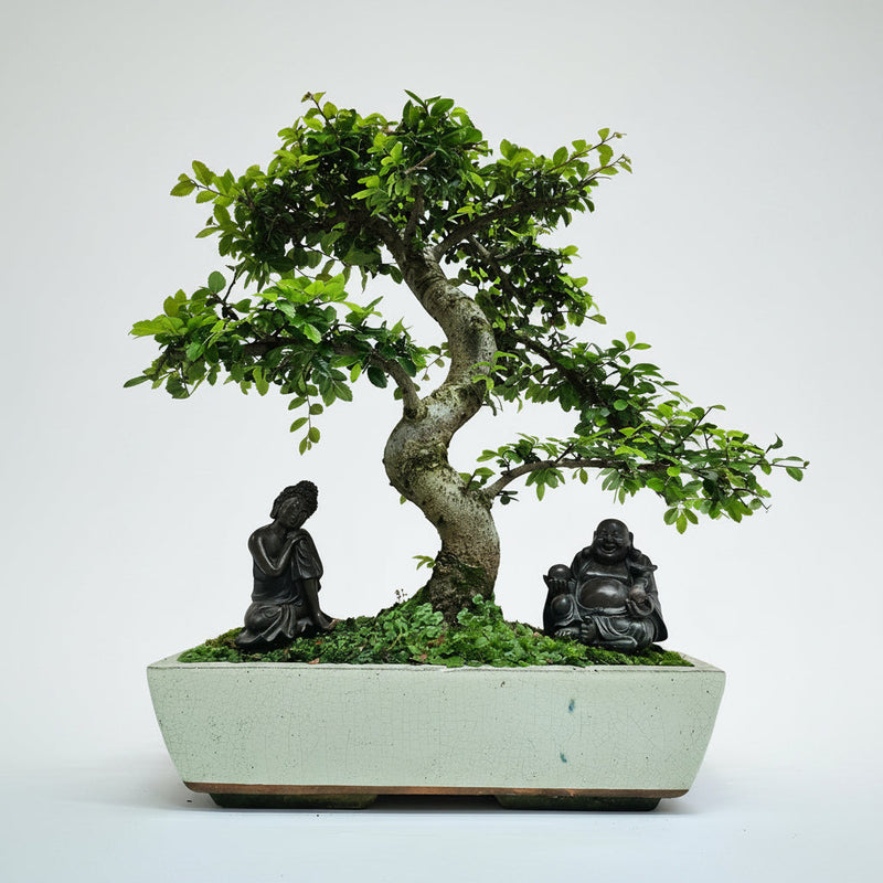 Large Chinese Elm (Ulmus Parvifolia) Bonsai Tree | Shaped | In 35cm Pot