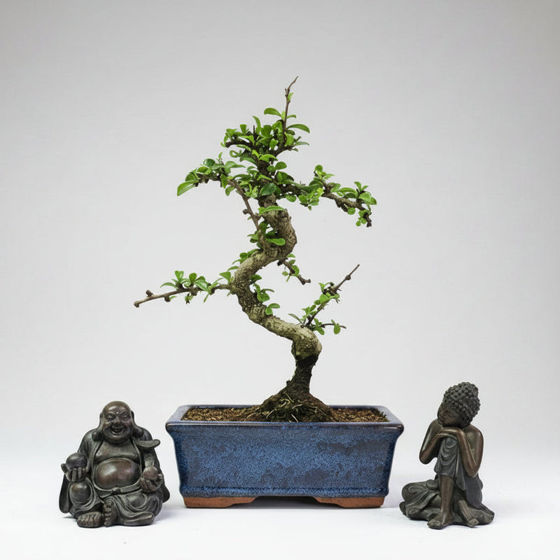 Fukien Tea Tree (Carmona Retusa) Bonsai Tree | Shaped | In 15cm Pot