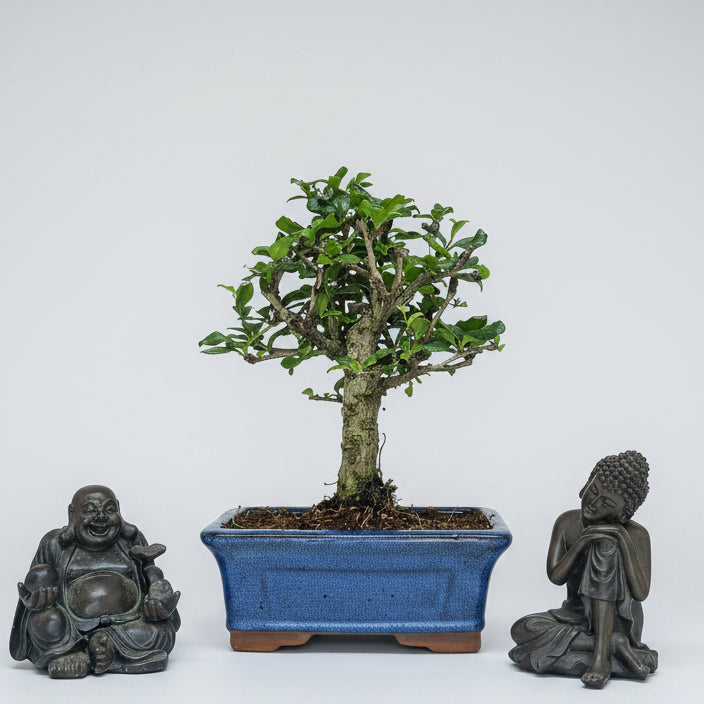 Fukien Tea Tree (Carmona Retusa) Bonsai Tree | Broom | In 15cm Pot