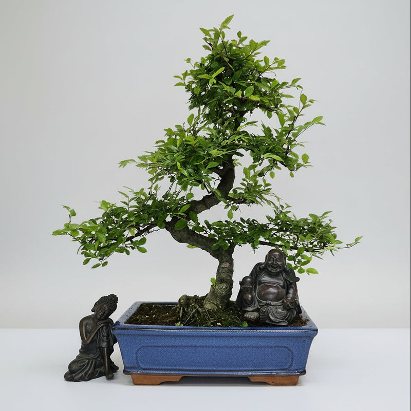 Chinese Elm (Ulmus Parvifolia) Bonsai Tree | Shaped | In 25cm Pot
