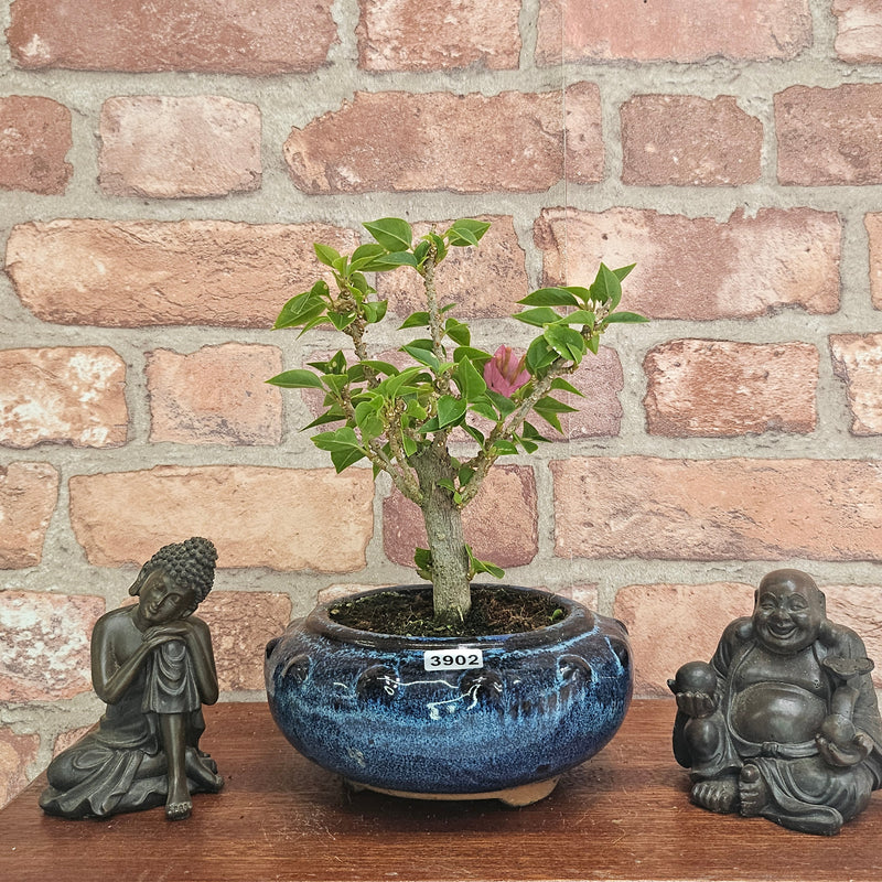 Bougainvillea Bonsai Tree | Broom | In 15cm Pot