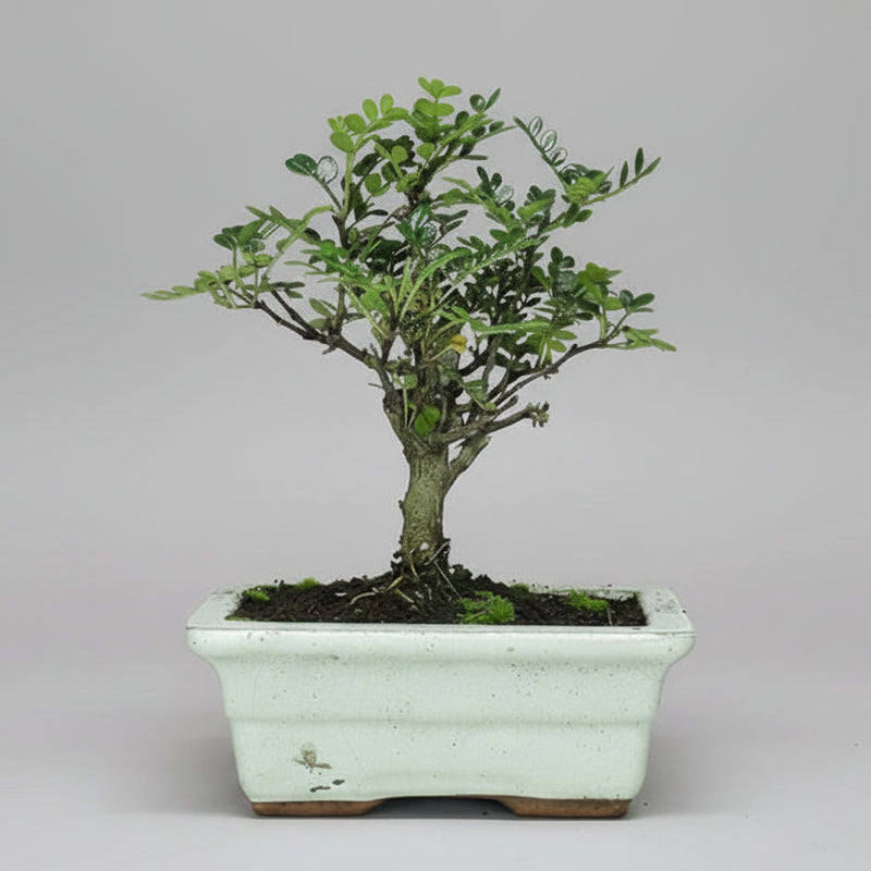 Chinese Pepper (Zanthoxylum Pipertum) Bonsai Tree | Broom | In 20cm Pot