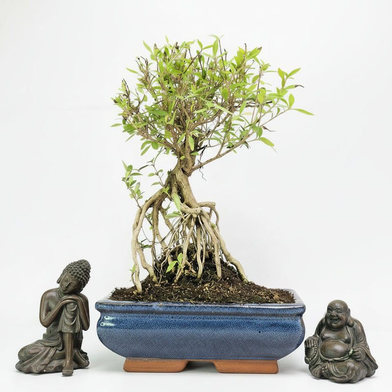 Snow Rose (Serissa) Bonsai Tree | Broom | In 20cm Pot