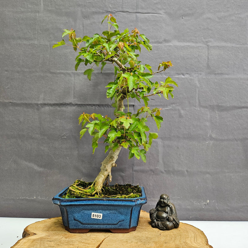 Trident Maple (Acer Buergerianum) Bonsai Tree | Informal Style | In 20cm Pot